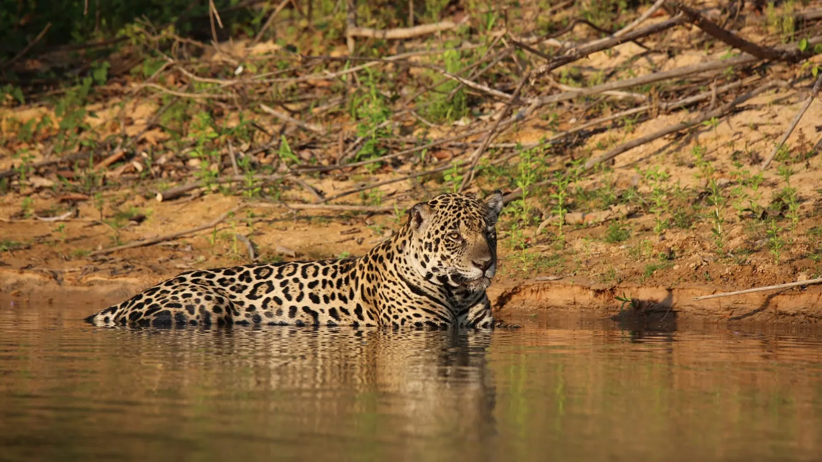Amazon Jungle 3-Day Tour from Rurrenabaque